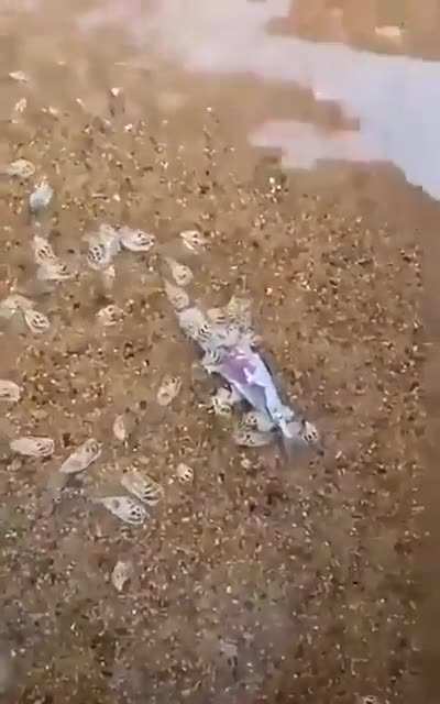 ? Attack of the gastropods