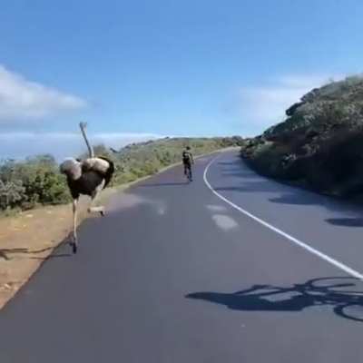 When you're on a race and then Ostrich came by.