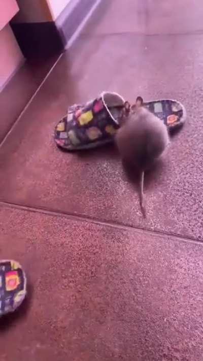 Cute little thief ?