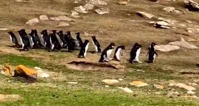 ? One group of penguins goes to the sea, the other comes back.