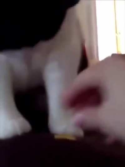 Cats reactions to Durian Fruit