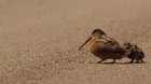 ? American woodcock luring worms ?