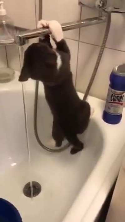 When your home cat thinks it’s a top predator with ninja skills