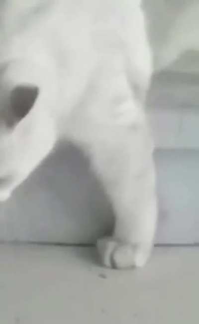 Mission Impawssible