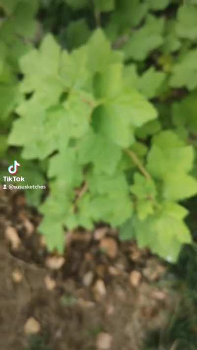 This is not a raspberry