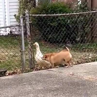 Beware of the duck