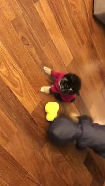 My dog trying new clothes is just too good to keep to myself