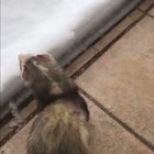 Little dudes first time experiencing snow!