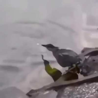 ? Bird fishing. A quick-witted bird catches fish, luring it with bread.