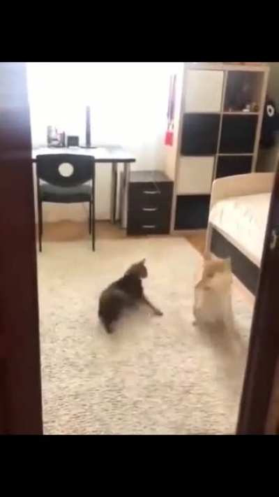 Puppy thinks he's one of them...??????