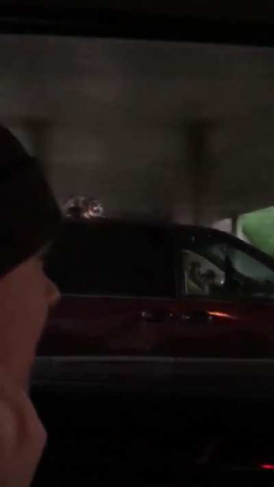 Cat is okayHold my catnip while I surf my human's car