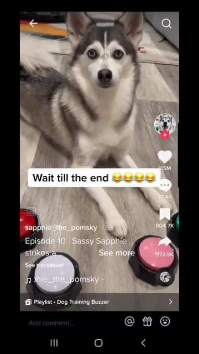 what a smart dog