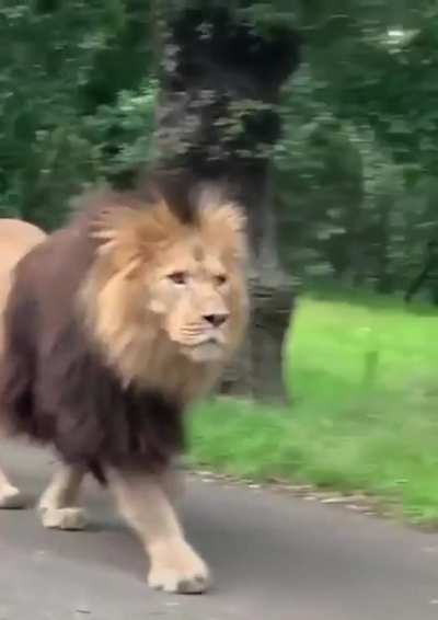 ? Massive lion calmly walking through traffic