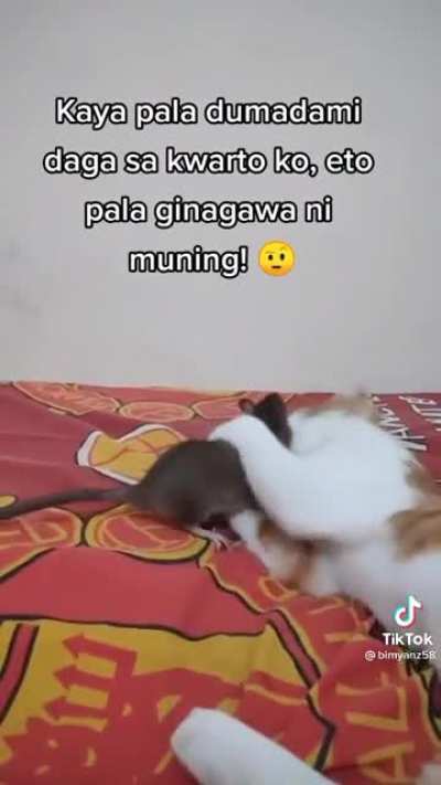 Friendly cat playing with mouse