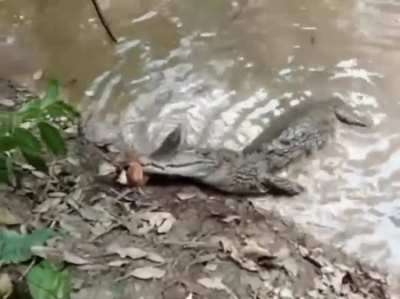 Large Electric Eels can deliver up to 860 volts of electricity. This is usually enough to deter most animals from trying to eat it, but when this Alligator attacks one, it is unable to release it due to the shock. Eventually killing the eel and itself in