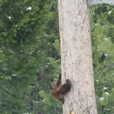 ? A pine marten trying to catch a squirrel