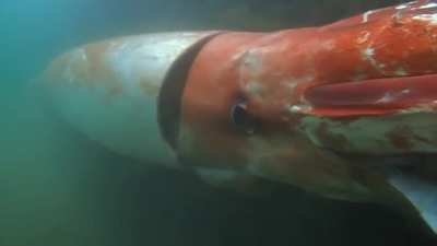 ? A rare Giant Squid?