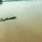 ? A Crocodile running is rather majestic ?