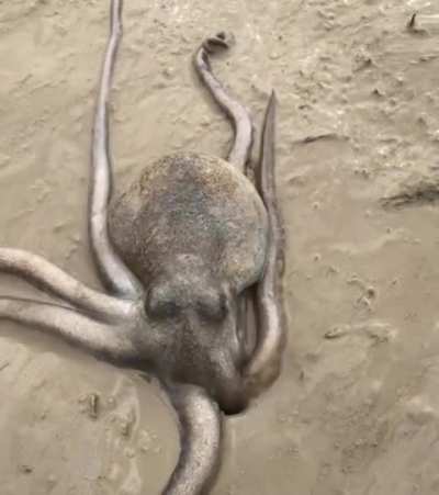? The way this octopus squeezes through a tiny hole