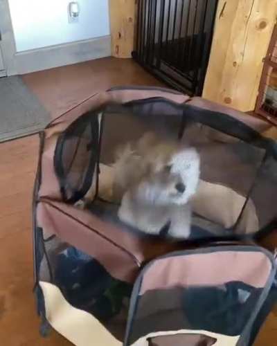 We all know that one crazy dog ?