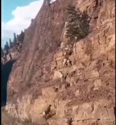 ? Speedy, deft, sure-footed climbers.
