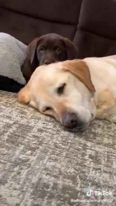 Sibling rivalry *sound on*