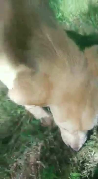 Our beagle’s reaction to the new puppy we adopted ?