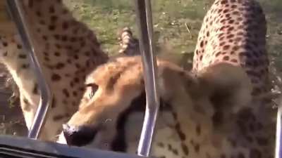 ?Cheetahs meowing and purring at humans