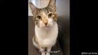 disappointed kitty