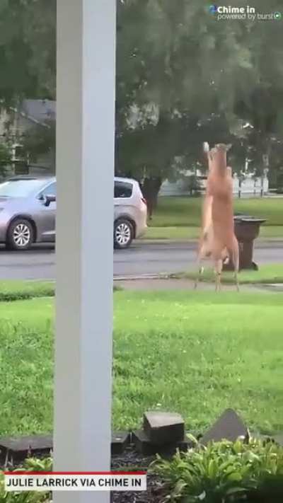 ? A couple of deer fighting in the front yard, Loveland, Ohio...