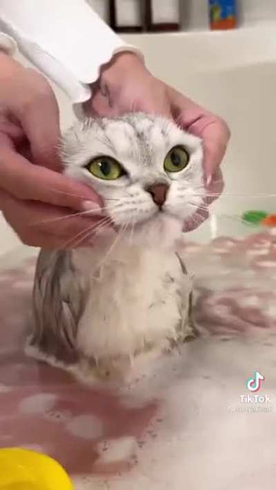 This is a cat that loves to swim .. ?