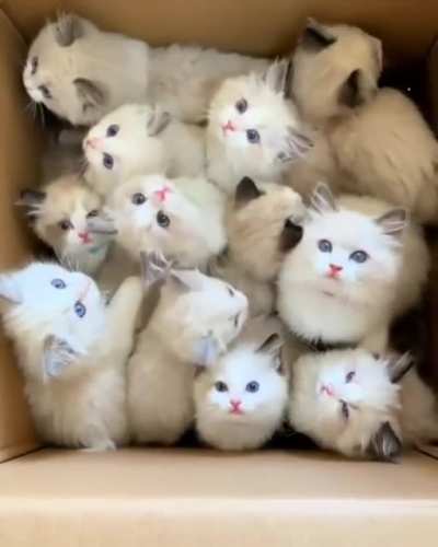Who wants a kitty?