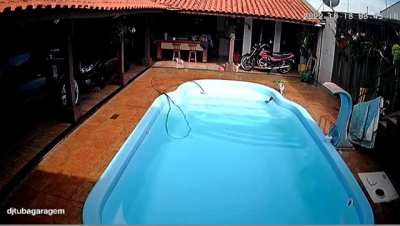 Pitbull saves chihuahua from drowning in São Paulo