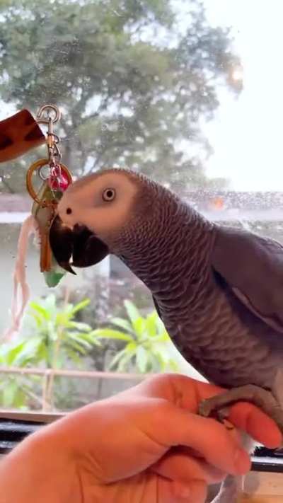When 2 year old Parrot starts questioning you..