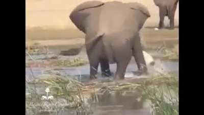? Watch this elephant beating the living crap out of a crocodile.