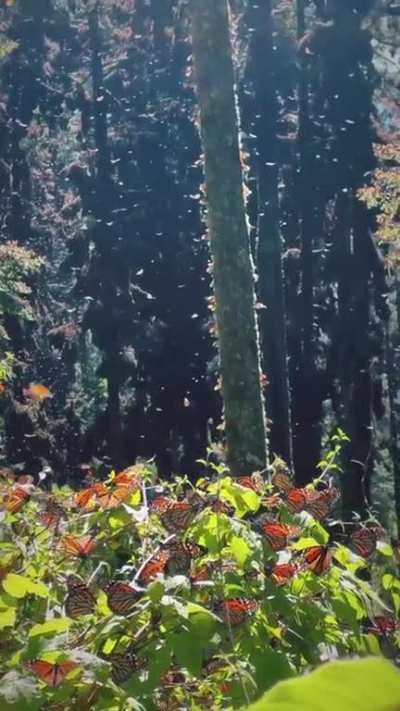 ? The Monarch butterflies in El Rosario Sanctuary, Mexico. They migrate from the US and Canada for the milder climate during winter, travelling around 2,800 miles (4,500 km)