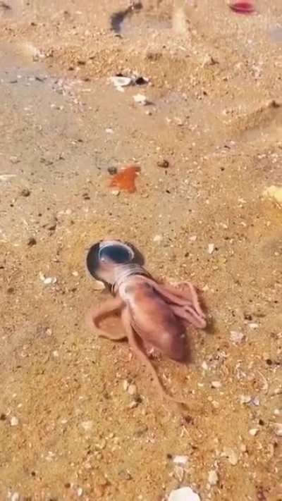 ? An octopus has no bones and can squeeze into anything it’s beak will fit into.