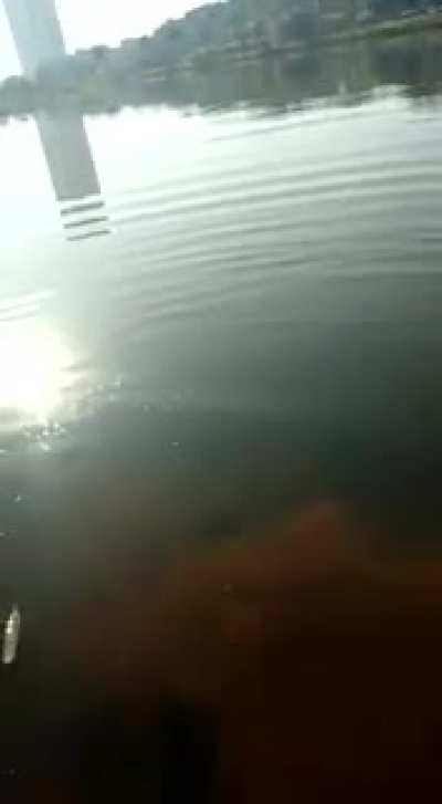 Beginner's Guide on How to Catch Fish ?