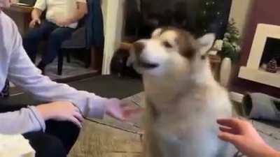 Dog Literally Saying "Woof"!