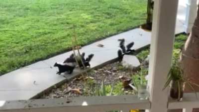 Ok kids,lets go,skunking to do.