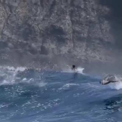 ? California sea lions enjoying some huge waves