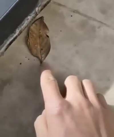 What? It’s just a leaf—