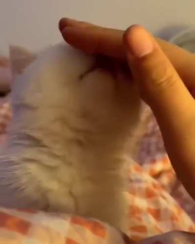 Awwww...he is so gentle???