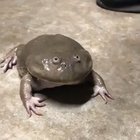 Fear the Beast’s Roar