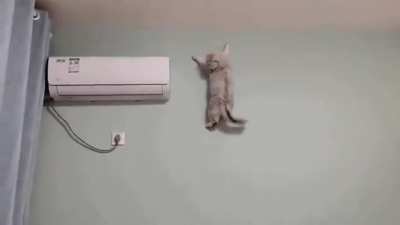 Spiderman?