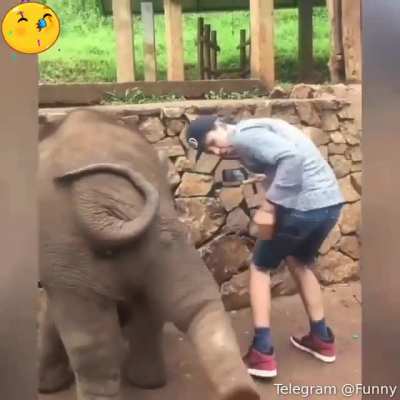 Dumbo can joke