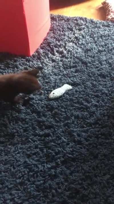 Destroy the fishy