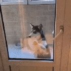 Food dance