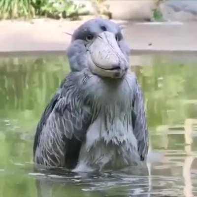 ? The shoebill stork is a very large bird, whose approximate size is up to 1.2 m, wingspan - 2 m, and weight - up to 7 kg.