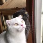 Derpy kitty chitty chat